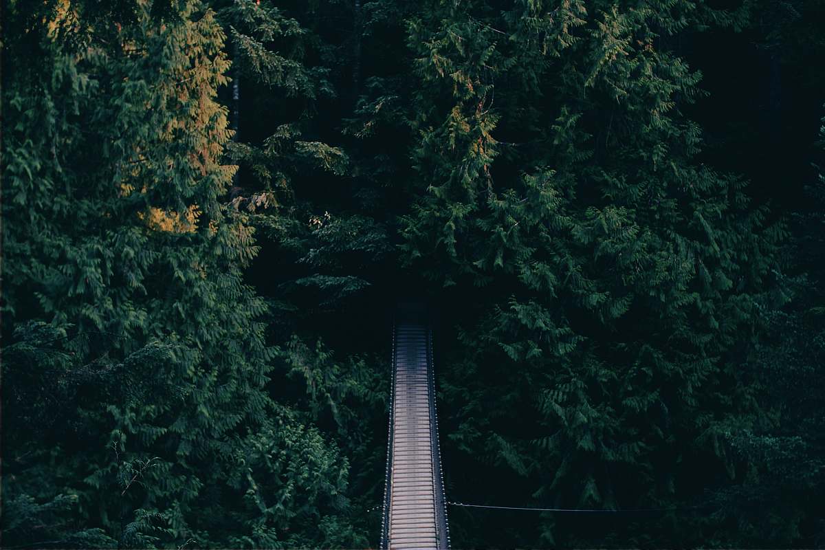 desktop wallpapers aerial photography of hanging bridge near trees desktop backgrounds